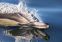 Long-beaked common dolphin (Delphinus capensis) porpoising in still water, False Bay, South Africa