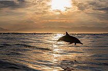 Long-beaked common dolphin (Delphinus capensis) porpoising, False Bay, South Africa