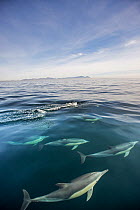 Long-beaked common dolphin (Delphinus capensis) school near the water?s surface, False Bay, South Africa