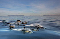 Long-beaked common dolphin (Delphinus capensis) school porpoising, False Bay, South Africa