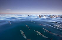 Long-beaked common dolphin (Delphinus capensis) school swimming close to the surface at False Bay, South Africa, May.