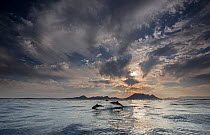 Long-beaked common dolphin (Delphinus capensis) school off the coast of False Bay, with dramatic sky, South Africa, May.