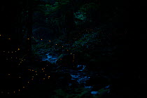Light trails of Japanese fireflies (Hotaria parvula) Nichinan-chou, Tottori, Japan, July, Endemic species.