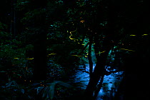 Light trails of Japanese fireflies (Hotaria parvula and Luciola cruciata), Nichinan-chou, Tottori, Japan, July, Endemic species.