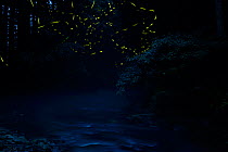 Light trails of Japanese fireflies (Luciola cruciata) at night, Ichikawa-river, Asago, Hyougo, Japan, July