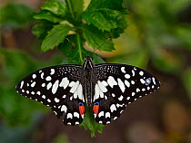 Citrus swallowtail (Papilio demodocus) captive occurs in Africa.