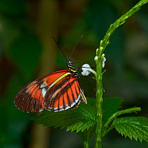 Postman butterfly (Heliconius melpomene) captive, occurs in the Americas.