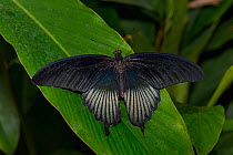 Great yellow mormon (Papilio lowi) male, captive, occurs in Asia.