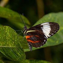 Cydno longwing (Heliconus cydno) captive, occurs in the Americas.