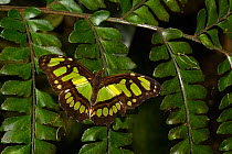 Tailed jay butterfly (Graphium agamemnon) captive, occurs in Asia.