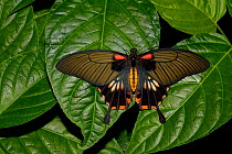 Great mormon butterfly (Papilio memnon) captive, occurs in Asia.