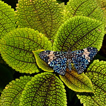Red cracker butterfly (Hamadryas amphinome) captive occurs in the Americas.