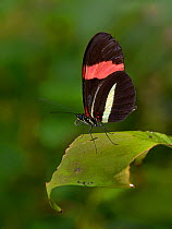 Red postman butterfly (Heliconus erato) on leaf, captive, occurs in the Americas.