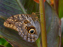 Giant owl butterfly (Caligo) resting on leaf, captive, occurs in South America.