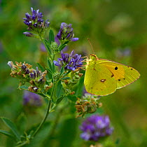 Dark clouded yellow butterfly (Colias croceus) on flower, Vendee, France, July.