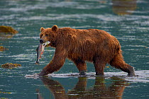 Kodiak brown bear (Ursus arctos middendorffi) fishing, with salmon in mouth, Kodiak Island, Alaska, USA, July.