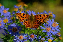 Comma butterfly (Aglais io) on aster flower, Vendee, France, Augst.