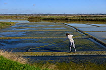Woman cleaning out algae from salt pans in spring, Guerande, Loire Atlantique, France, March 2015.