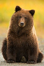 Coastal Brown Bear (Ursus arctos), Lake Clarke National Park, Alaska, September.