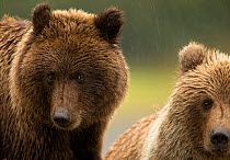 Coastal brown bear (Ursus arctos) and cub, Lake Clarke National Park, Alaska, September.