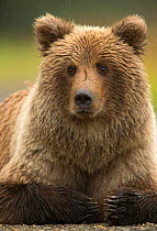 Coastal brown bear (Ursus arctos), Lake Clarke National Park, Alaska, September.