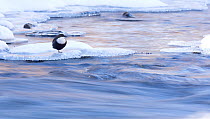 Dipper (Cinclus cinclus) ice in river, Finland, March