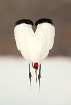 Japanese crane (Grus japonensis) displaying, wings in heart shape, Hokkaido, Japan, February