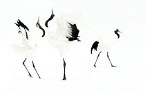 Japanese cranes (Grus japonensis) displaying in snow, Hokkaido, Japan, February