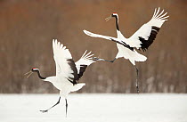 Japanese cranes (Grus japonensis) displaying in snow, Hokkaido, Japan, February