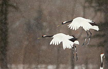 Japanese cranes (Grus japonensis) in flight, Hokkaido, Japan, February