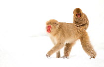 Japanese Macaque (Macaca fuscata) carrying young on back through snow, Nagano, Japan, February