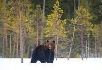 European brown bear (Ursus arctos) male standing in snow, Finland, April