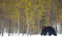 European brown bear (Ursus arctos) in the snow, Finland, April