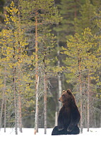 European brown bear (Ursus arctos) sitting in the snow,  Finland, April