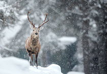 Red deer (Cervus elaphus) stag in the snow, Scotland, March