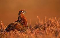 Red grouse (Lagopus lagopus scotica) male in dried out heather, Scotland, March