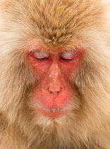 Snow monkey (Macaca fuscata) close up with eyes cast down, Nagano, Japan, February