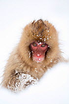 Snow Monkey (Macaca fuscata) in snow, Nagano, Japan, February