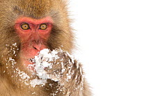 Snow Monkey (Macaca fuscata) with snow covered paw in front of mouth, Nagano, Japan, February