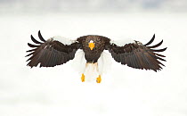 Steller's sea eagle (Haliaeetus pelagicus) in flight, Japan, February