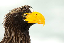 Steller's sea eagle (Haliaeetus pelagicus) close up portrait, Japan, February