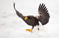 Steller's sea eagle (Haliaeetus pelagicus) in flight, about to land, Japan, February