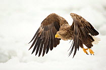 White tailed eagle (Haliaeetus albicilla) in flight with snowy background, Rausu, Japan, February