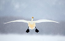 Whooper swan (Cygnus cygnus) in flight in snowfall, Lake Kussharo, Japan, February