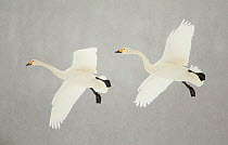Whooper swans (Cygnus cygnus) two in flight, during snowfall, Lake Kussharo, Japan, February