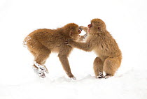 Snow monkeys (Macaca fuscata) young fighting in snow, Nagano, Japan, February