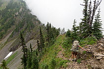 Hiker on the Cat Walk between the High Divide and The Bailey Range, Olympic National Park, Washington, USA, August 2014. Model released.