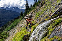 Hiker crossing a steep slope on the Bailey Range Traverse in Olympic National Park, Washington, USA, August 2014. Model released.