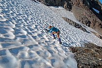 Vicky Spring cutting steps in the hard snow to ascend Mount Ferry, Olympic National Park, Washington, USA, August 2014.