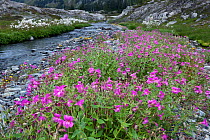 Pink monkeyflower (Mimulus lewisii) blooming by river, Ferry Basin along the Bailey Traverse, Olympic National Park, Washington, August.
